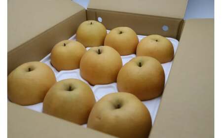 梨 新興梨 5kg 倉吉産（JA鳥取中央） 