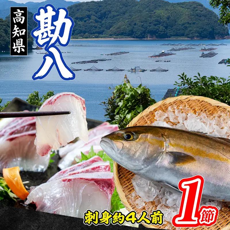 カンパチ 1節 皮なし (ロイン）  高知県産 