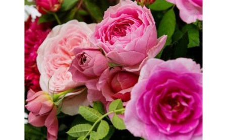 わばらの花束LL