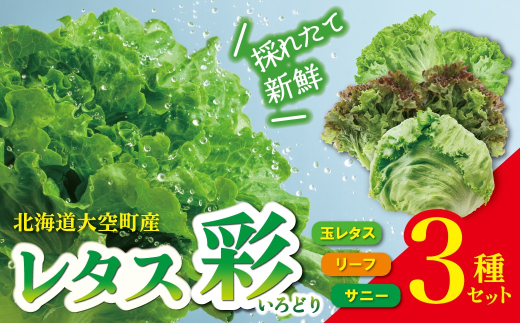 
                  【先行予約】レタス彩（いろどり）3種セット（2026年9月以降順次発送） 【 ふるさと納税 人気 おすすめ ランキング レタス れたす サラダ 野菜 新鮮 結球 リーフレタス サニーレタス 葉野菜 北海道 大空町 送料無料 】 OSU003
                