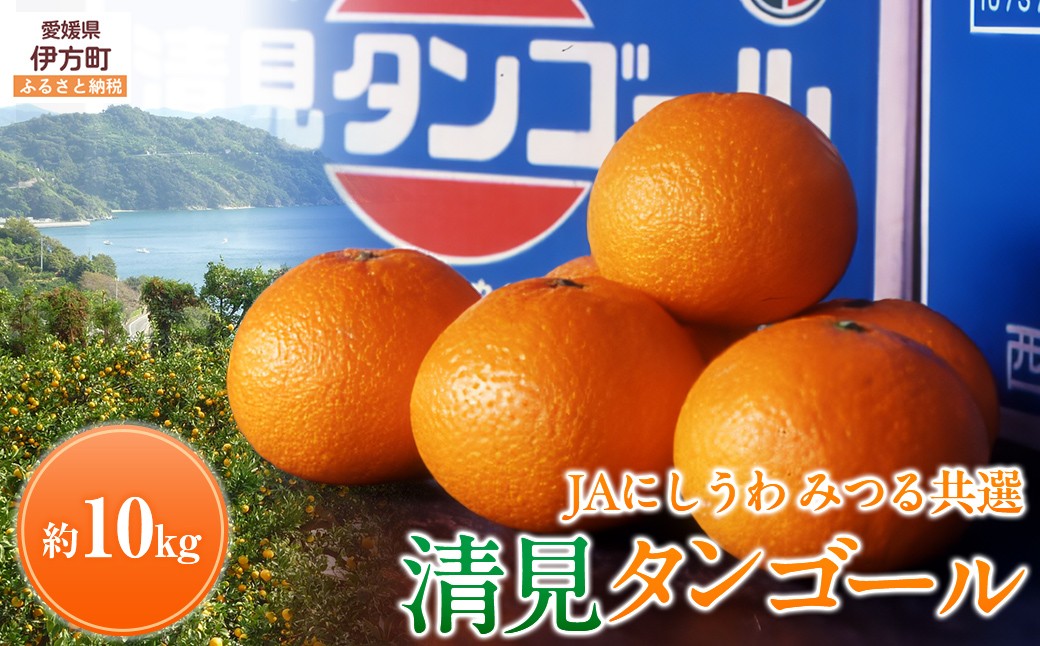 
            【先行予約】【数量限定】JAにしうわ みつる共選 清見タンゴール 約10kg ※離島への配送不可（2026年3月上旬より順次発送予定） 【 ふるさと納税 人気 おすすめ ランキング みかん ミカン 清見 清見タンゴール 果物 果実 柑橘 フルーツ 旬 生果 デザート くだもの 国産 甘い 西宇和 贈答 贈り物 プレゼント ギフト 愛媛県産 愛媛県 伊方町 送料無料 】 IKTBC009
          