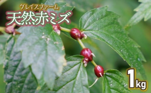 【令和8年産先行予約】山菜　天然赤ミズの実　1kg　グレイスファーム