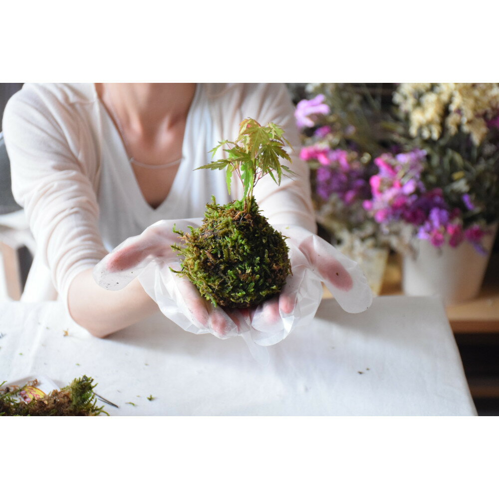 【ふるさと納税】インテリアにもピッタリ！苔玉作り体験チケット | 券 人気 おすすめ 送料無料