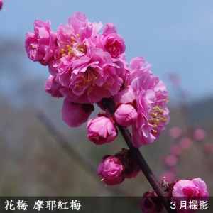 ＜すだ農園＞2年生 苗木◇ウメ(花梅) 摩耶紅梅(まやこうばい)[地掘苗 2023年] ※2024年11月中旬～2025年4月頃に順次発送予定 ※北海道・沖縄・離島への配送不可