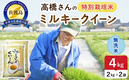 令和8年産 佐渡島産ミルキークイーン 無洗米4kg 特別栽培米 | 新潟県産ミルキークイーン 新潟産ミルキークイーン 佐渡産ミルキークイーン ミルキークイーン 特別栽培米 お米 米 無洗米 むせんまい おこめ コメ 4キロ にいがた さど 新潟県 佐渡市