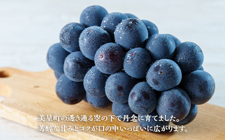 岡山県井原市美星町産 ニューピオーネ 2kg箱（3～5房入り） ご家庭用