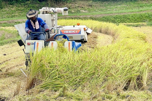 特別栽培のこしひかり【横岡米】那須ブランド認定品 上白米 3kg 〔P-405〕 | 米 精米 減農薬 コメ 那須町 栃木県 ※離島への配送不可