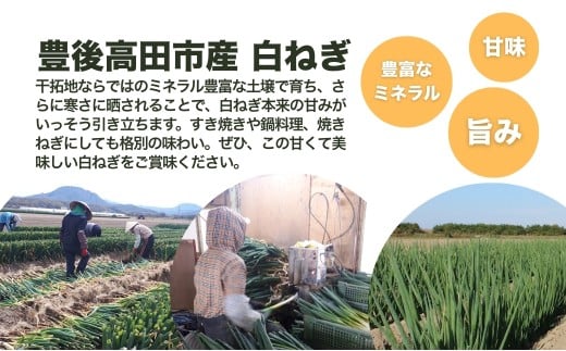 【先行予約】産地直送・新鮮！甘くて美味しい白ネギ 3kg 西日本トップクラスの産地・大分県豊後高田市産 広大な干拓で育ったミネラル豊富な白ねぎ ネギ ねぎ 長ネギ 鍋 野菜