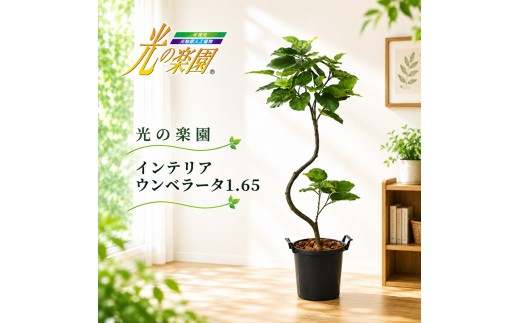 
                  光の楽園　インテリアウンベラータ1.65【配送不可：北海道・沖縄・離島】 造花 フェイクグリーン 花 フラワー 清浄 消臭 
                