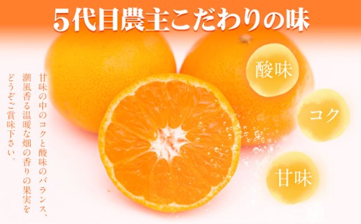 【2回定期便】主井農園の高級松兵衛みかん 2.5kg×2回 S～2Lサイズ(サイズおまかせ)《11月中旬-1月上旬頃出荷》主井農園 和歌山 和歌山みかん みかん ミカン 蜜柑 柑橘 果物 フルーツ