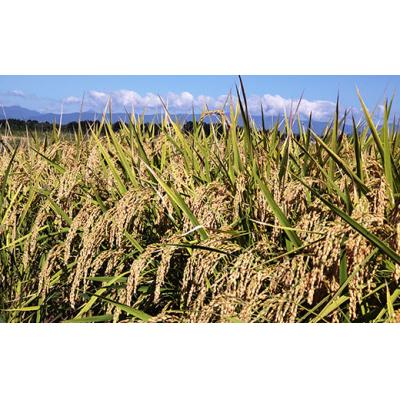 ふるさと納税 米沢市 令和8年産 玄米 コシヒカリ 5kg 有機肥料 100% 使用 栽培期間中 山形県米沢市 |  | 01