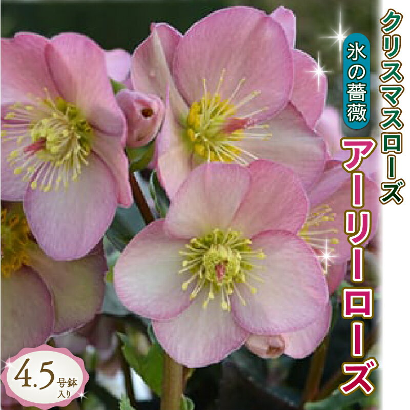 【ふるさと納税】 クリスマスローズ 花 新品種 アーリーローズ 開花株 4.5号 冬 季節 ガーデニング 庭 贈答 プレゼント ギフト 植物 先行予約 冬の貴婦人 寄せ植え 鉢植え 園芸 花壇 観葉植物 インテリア 室内 屋外 育て方 藤枝市 静岡県