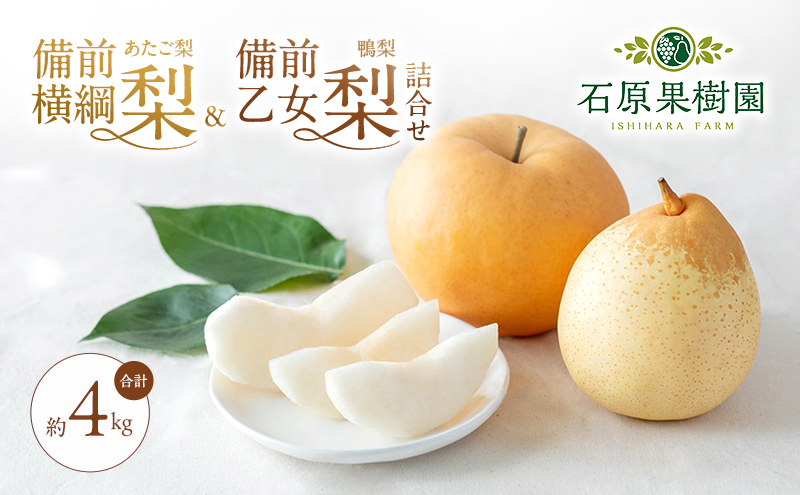 梨 2026年 先行予約 備前横綱梨（あたご梨） 2玉（1玉1～1.5kg）・備前乙女梨（鴨梨） 4～6玉 詰合せ 合計約4.0kg【11月下旬～12月中旬頃発送】 岡山県産 フルーツ ギフト 石原果樹園 和梨 