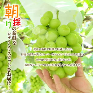 【2026年収穫分先行予約】 シャインマスカット 1.2kg ＼山梨県産 国産 ／ 特選 おすすめ 人気 予約 ギフト 産地直送 ぶどう 葡萄 果物 フルーツ くだもの シャイン マスカット お届け 