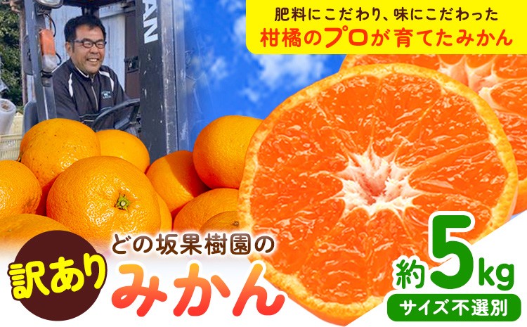 
                  みかん 和歌山 訳あり 早生 みかん 5kg ( サイズ おまかせ ) どの坂果樹園《12月上旬-2月上旬頃出荷》 和歌山県 日高町 産地直送 家庭用 規格外 不揃い 果物 柑橘 サイズ 不選別 訳ありみかん わけありみかん 送料無料
                
