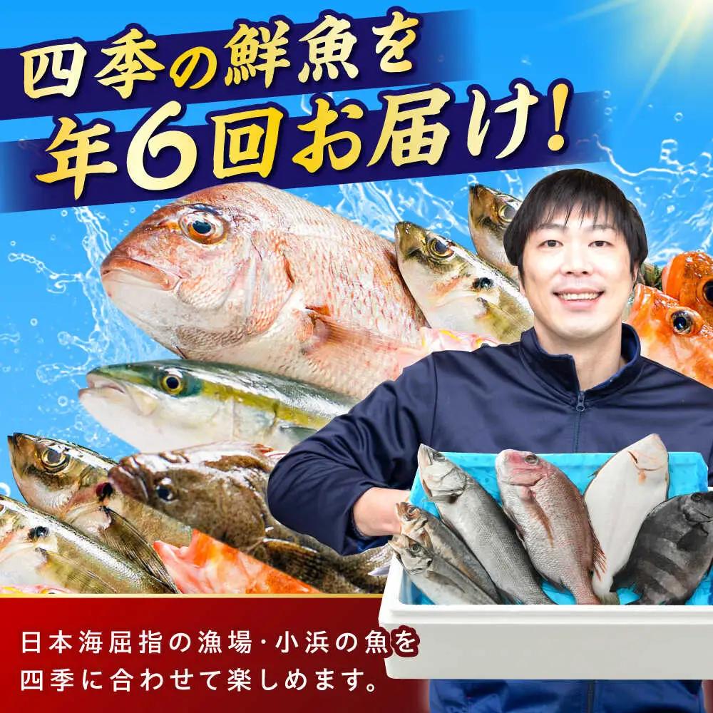 【定期便】全6回(隔月発送)【加福鮮魚】「若狭小浜港産地直送」旬の天然鮮魚お任せセット！地魚 下処理済み 刺身 煮魚 焼き魚 小浜市 / 加福鮮魚 【配送不可地域：北海道、北東北（秋田、青森、岩手）、