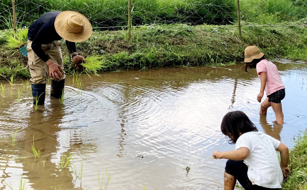 天日干し ひのひかり 5kg お米 ご飯 自然農法 籾貯蔵 新鮮 大分県産