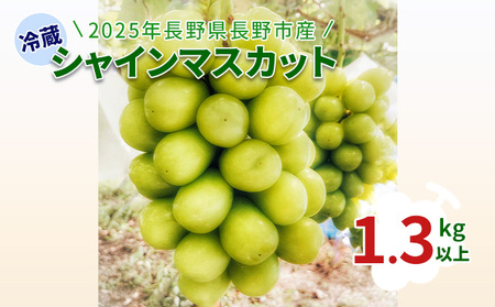 2026年長野県長野市産　冷蔵シャインマスカット　1.3kg以上 果物 ぶどう フルーツ デザート おやつ 食後 信州のぶどう 長野県産 高級ぶどう