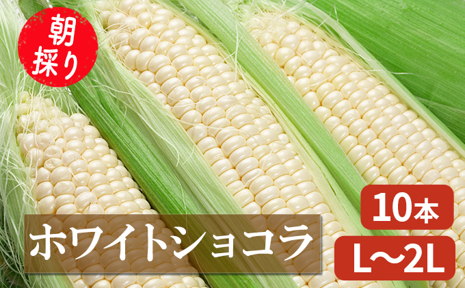 【2025年7月～発送】朝採り 白とうもろこし 「ホワイトショコラ」 L～2Lサイズ 10本入り 北海道 富良野市（岡本ファームズ ）とうもろこし とうきび コーン 野菜 新鮮 甘い ジューシー 贈り物 ギフト 道産 直送 ふらの