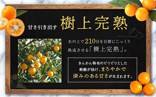 ≪先行予約≫ 宮崎県産 完熟きんかん「たまたま」約3kg 糖度16度以上 ブランド 金柑 柑橘 果物 くだもの フルーツ 2026年発送 約3kg