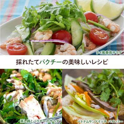 ふるさと納税 四万十町 初心者も安心「並盛り」パクチー栽培キット |  | 02