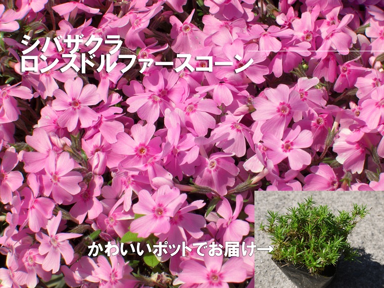 BS162_シバザクラ　ロンスドルファースコーン20個 花 苗 植物 家庭菜園 花壇 プランター ガーデニング 芝桜／みやき町