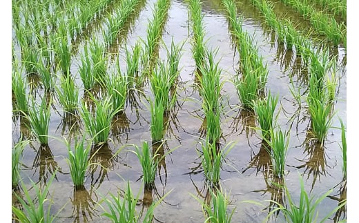 《令和7年産》【白米】ササニシキ 10kg(5kg×2袋) 秋田県 由利本荘市産 令和7年産 真空パック 岩城町農園
