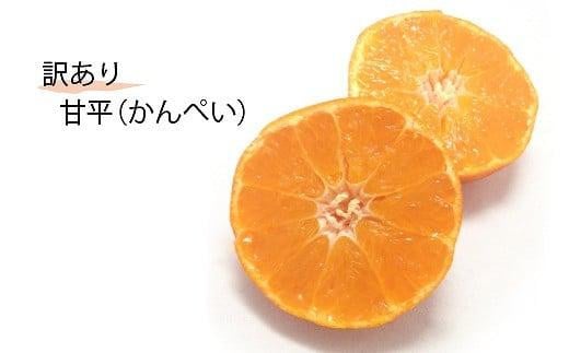 【2027年1月下旬頃から順次発送】＜訳あり＞甘平(かんぺい) 約3kg