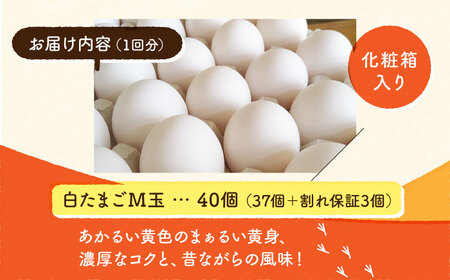 【全6回定期便】【化粧箱入り】白たまご M玉 40個（37個＋3個割れ保証）【農事組合法人 鹿本養鶏組合】タマゴ 玉子 熊本県たまご 卵 国産たまご 新鮮たまご しろたまご M玉たまご 熊本たまご 濃