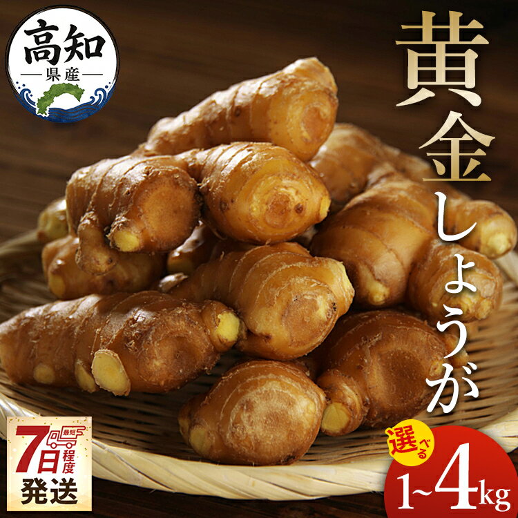 【ふるさと納税】【選べる】【7日程度で発送】生姜一筋70年の生姜老舗問屋 黄金しょうが（1kg/2kg/4kg） - 送料無料 生産量日本一 おかず お料理 のし対応不可 料理 飲み物 ジンジャー 生姜 しょうが ショウガ 国産 高知県産 野菜 坂田信夫商店 高知県 香南市【常温／冷蔵】