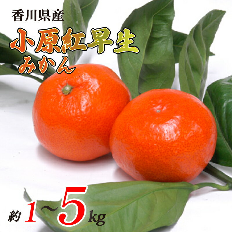 【ふるさと納税】 【先行予約】 小原紅早生みかん 選べる 約1kg~約5kg 常温 先行予約 みかん 早生 果物 フルーツ 香川県 丸亀市 11月から発送