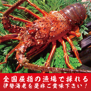 【漁師直送／生】伊勢海老 （3kg／6?15本） 伊勢エビ (KBL-17)