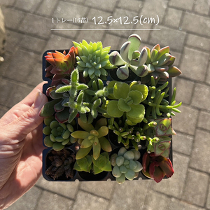 多肉植物 おまかせアソート 48苗セット_FC05