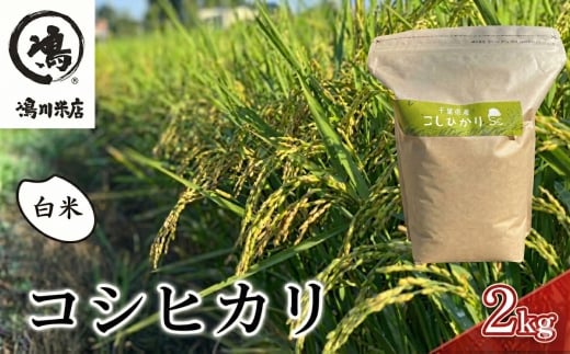 千葉産 コシヒカリ 白米 2kg　【 お米 コシヒカリ 米 白米 2kg 】  [№5346-0052]