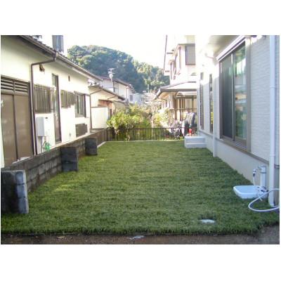 ふるさと納税 香美市 タマリュウ(玉竜) 90枚 タマリュウ.com |  | 01