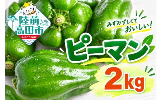 農家直送！ ピーマン 2kg 品種：ニューエース 【 野菜 夏野菜 産地直送 新鮮 軍見洞農園 】 RT2830