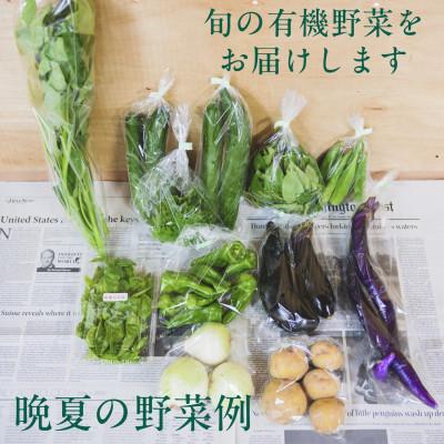 ふるさと納税 掛川市 【毎月定期便】しあわせ野菜畑の有機野菜　Mセット　(安心の有機JAS認証　オーガニック野菜)全3回 |  | 03