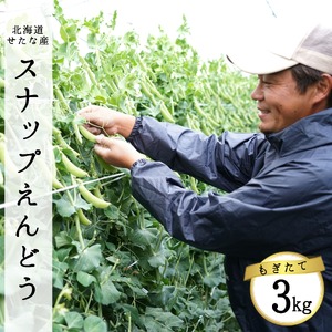 【2026年5月中旬から順次発送】【朝獲れ新鮮】北海道 せたな町産 スナップえんどう 3kg 旬 炒め お弁当 みそ汁 パスタ 天ぷら おつまみ 野菜 ふるさと納税
