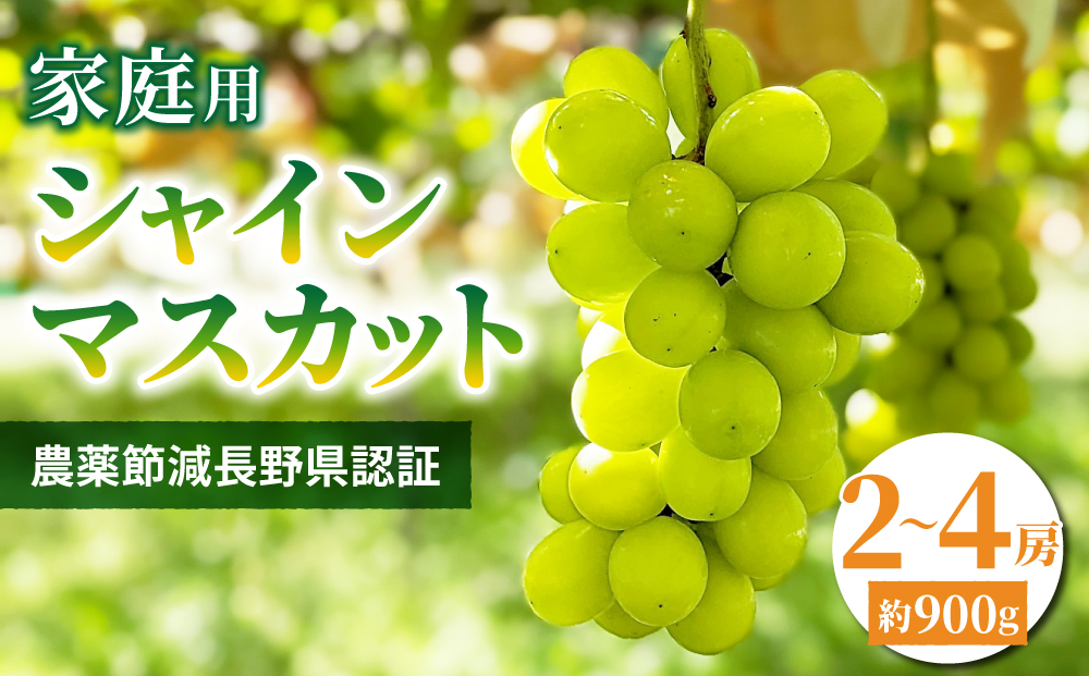 【先行受付2025年発送】家庭用シャインマスカット900g（2~4房）農薬節減長野県認証｜東御こもだ果樹園　※2025年9月下旬～10月下旬に発送予定