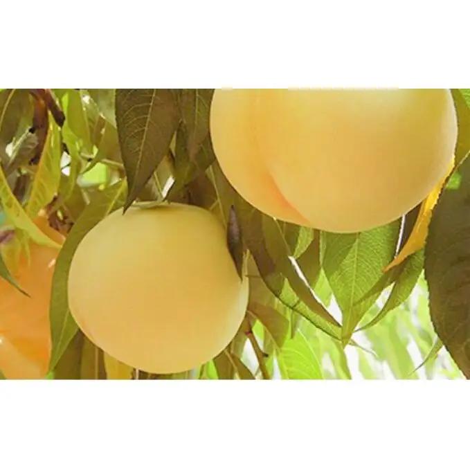 桃 2026年 先行予約 岡山特産 清水白桃 約2.0kg 7～8玉 桐箱入り 桃