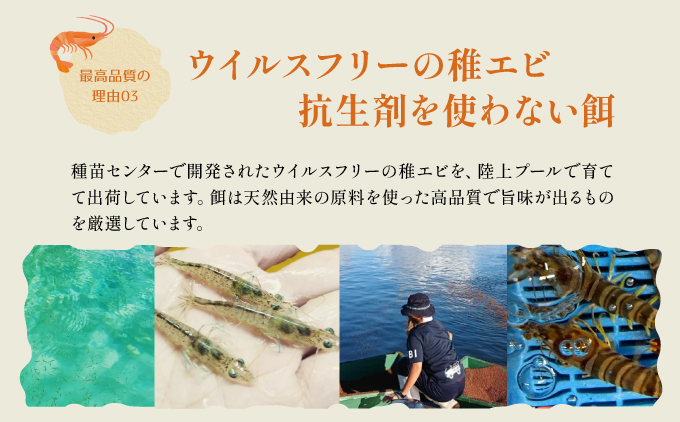 2025年 先行予約 車えび 500g 竹富島産 冷凍車えび 2025年 先行予約 冷凍 500g
