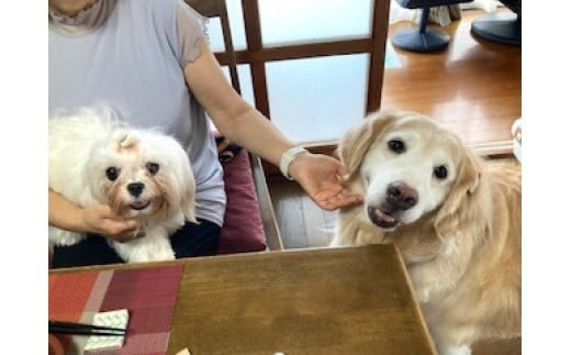 大切なご家族のペットと素敵な旅を
