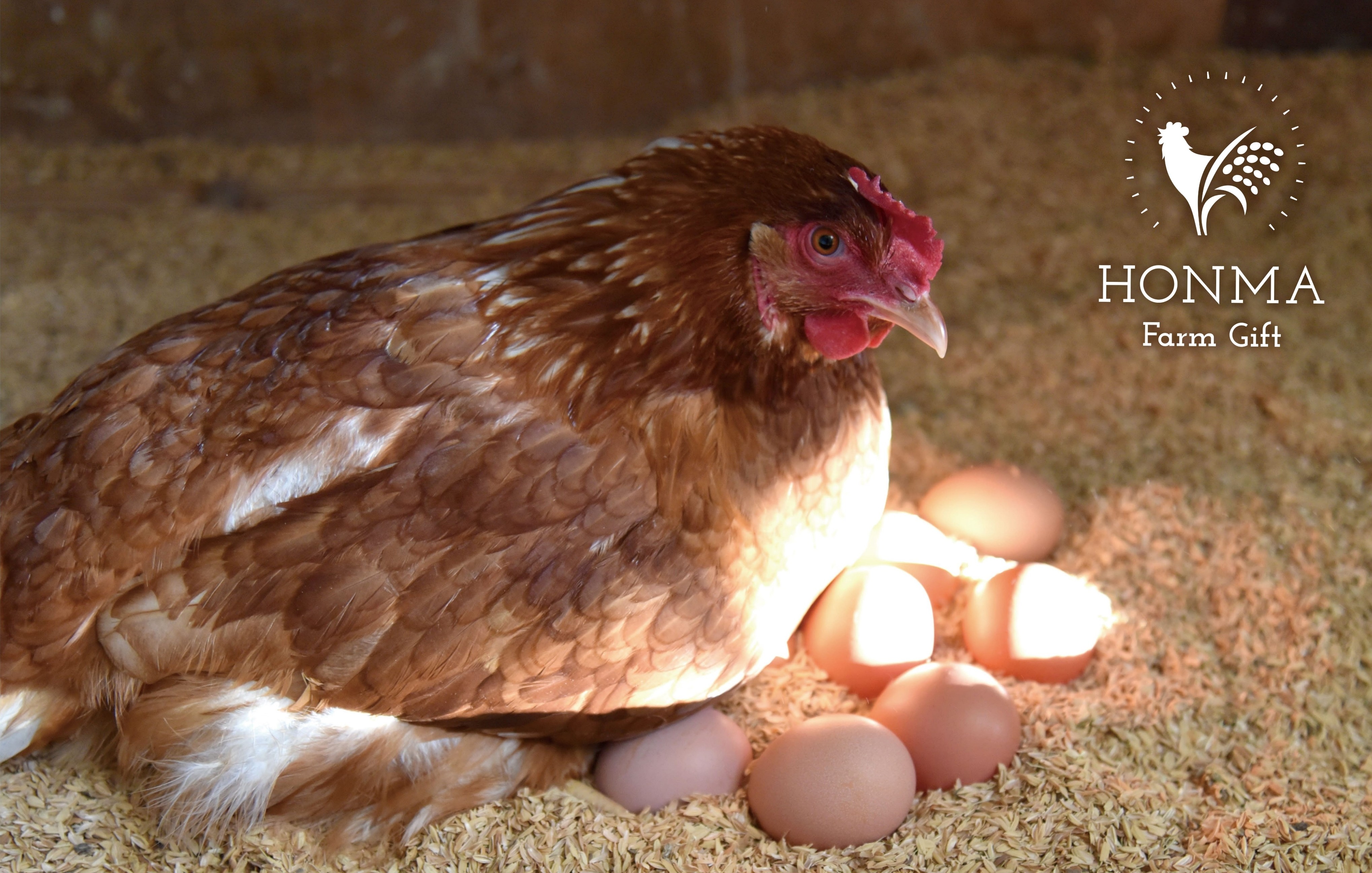 鶏も自由で幸せでなければとの想いから、鶏たちは平飼いで駆け回り、緑の葉っぱをたくさん食べ、手間と愛情をいっぱい受けて育ちます。