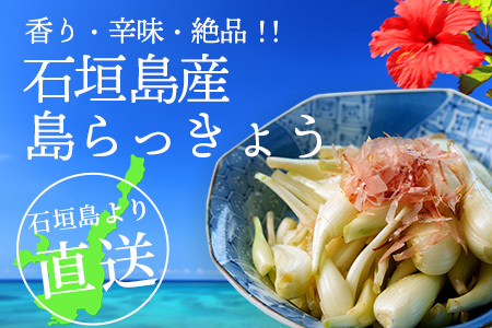 石垣島産 島らっきょう1000g 《2025年3月上旬～順次発送予定》 ｜沖縄 石垣 野菜 らっきょう 島らっきょう 産地直送 1kg SI-101
