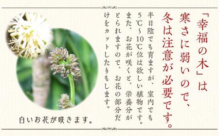 幸福の木 7号 ホワイトバスケット鉢カバー 高さ：約75cm～90cm内外(鉢底より)【観葉植物 植物 鉢付 インテリア 部屋 室内 オフィス 癒し エコ グリーン マイナスイオン リラックス オシャ