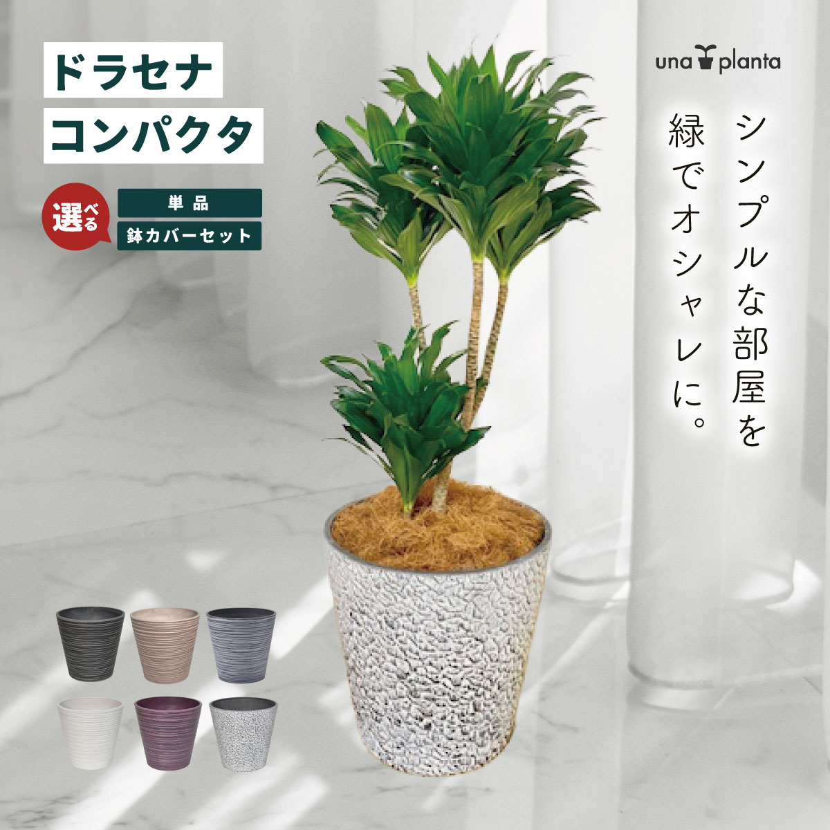 【ふるさと納税】観葉植物 選べる セット ドラセナコンパクタ8号｜贈答 おしゃれ 室内 開店祝い 新築祝い 長寿祝い シンボルツリー ドライガーデン 秦野 神奈川