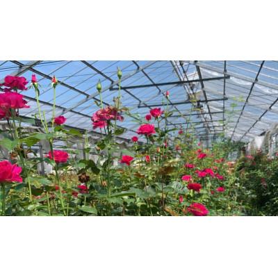 ふるさと納税 須賀川市 【プリザーブドフラワー白陶器A・イチジクのコンポート】ギフト　薔薇の花　バラのフラワーアレンジメント |  | 03