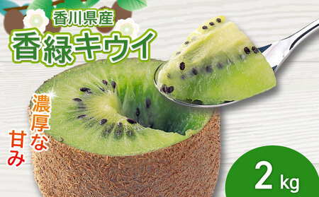濃厚な甘み！ 香緑キウイ 約2kg 香緑 キウイ フルーツ 果物 【goshiki020】
