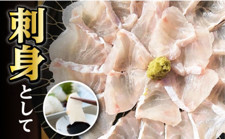 【1週間以内発送】対馬産 幻の高級魚 クエ 1.2kg 海鮮 魚介 鍋 高級 [WAA014] スピード発送 最速発送 最短発送