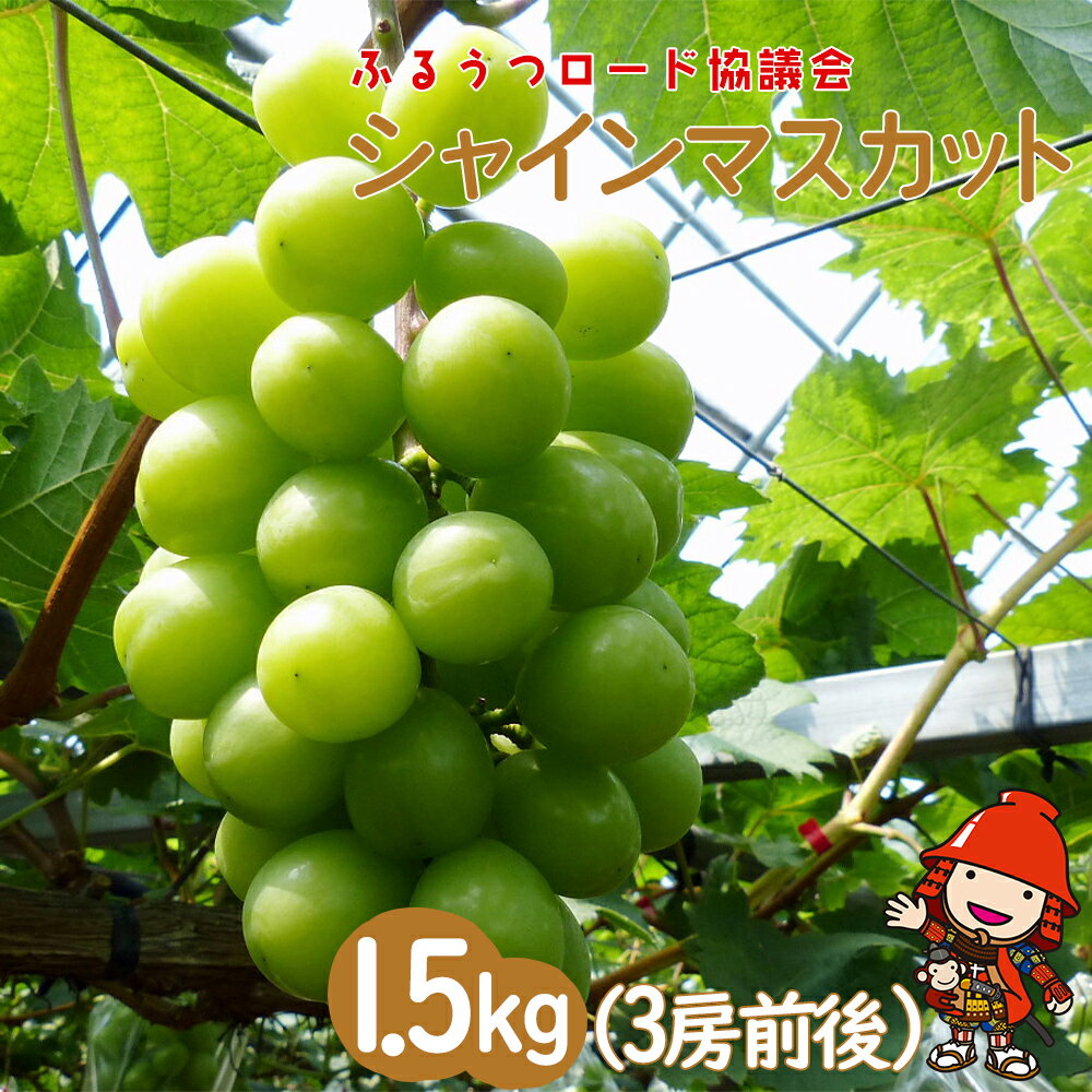 【ふるさと納税】【数量限定】ふるうつロード協議会の「シャインマスカット」 約1.5kg | フルーツ 果物 くだもの ぶどう ブドウ 葡萄 シャインマスカット マスカット 国産 大分県 中津市【発送は8月上旬〜9月30日までの予定】